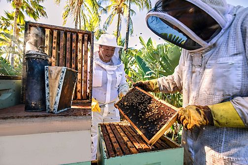 Honey harvest at Fairmont Orchid, Hawaii